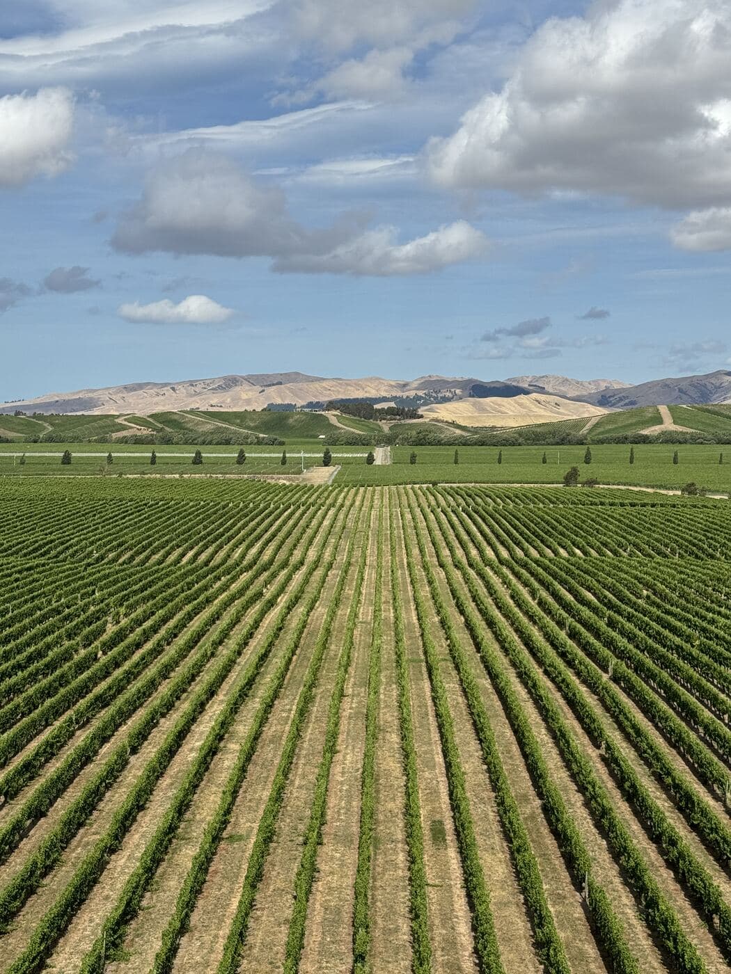 Vineyard rows converging toward distant hills under scattered clouds