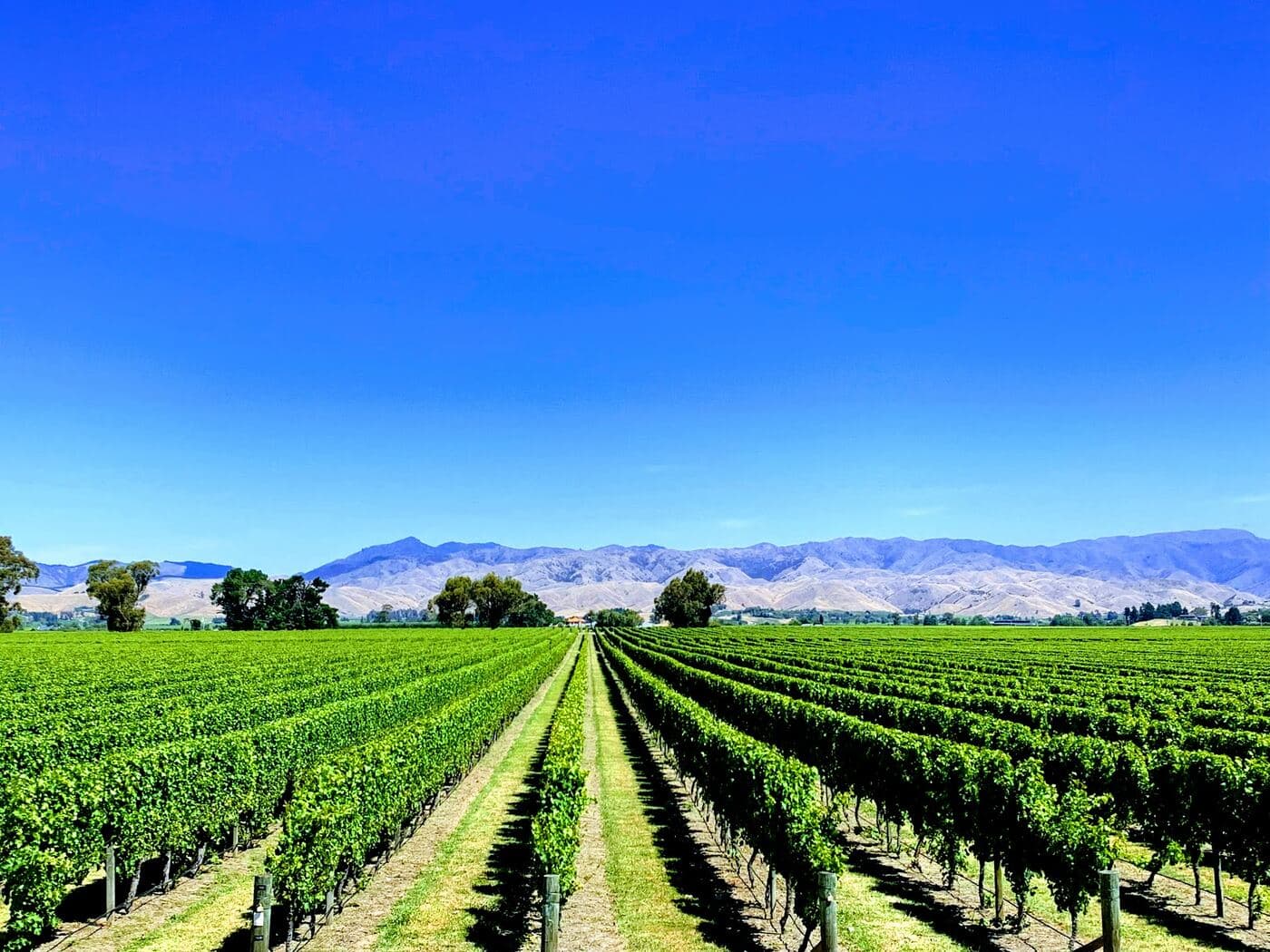 Vineyard rows stretching toward mountains under a deep blue Marlborough sky